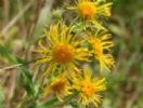 Inula Britanica Extract  